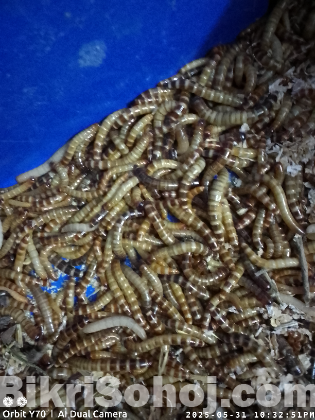 Beetle larvae বিটল লার্ভা